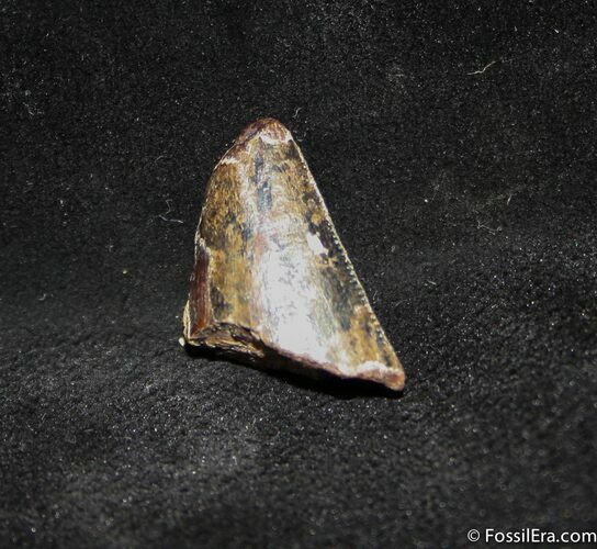 Inch Partial Tyrannosaurid Tooth, T-Rex #1267